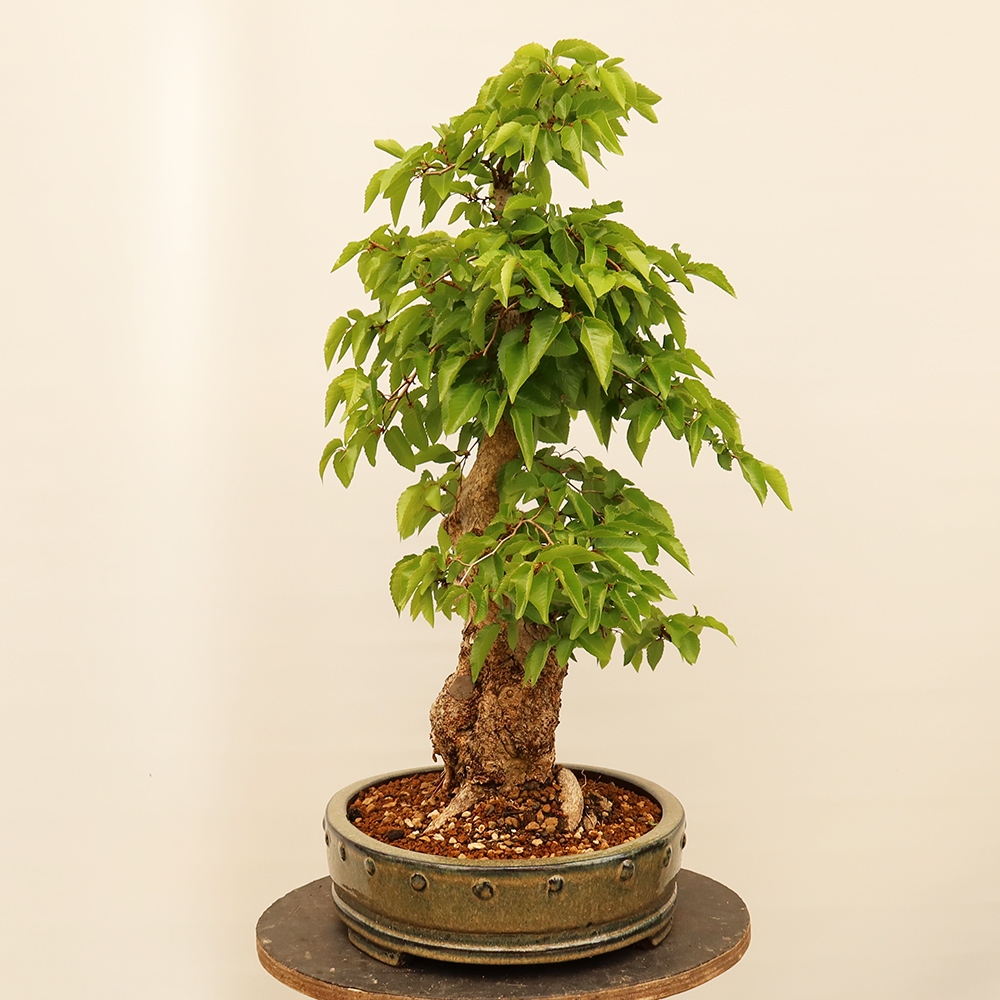Bonsai für draußen - Karpinus Coreana - Koreanische Hainbuche