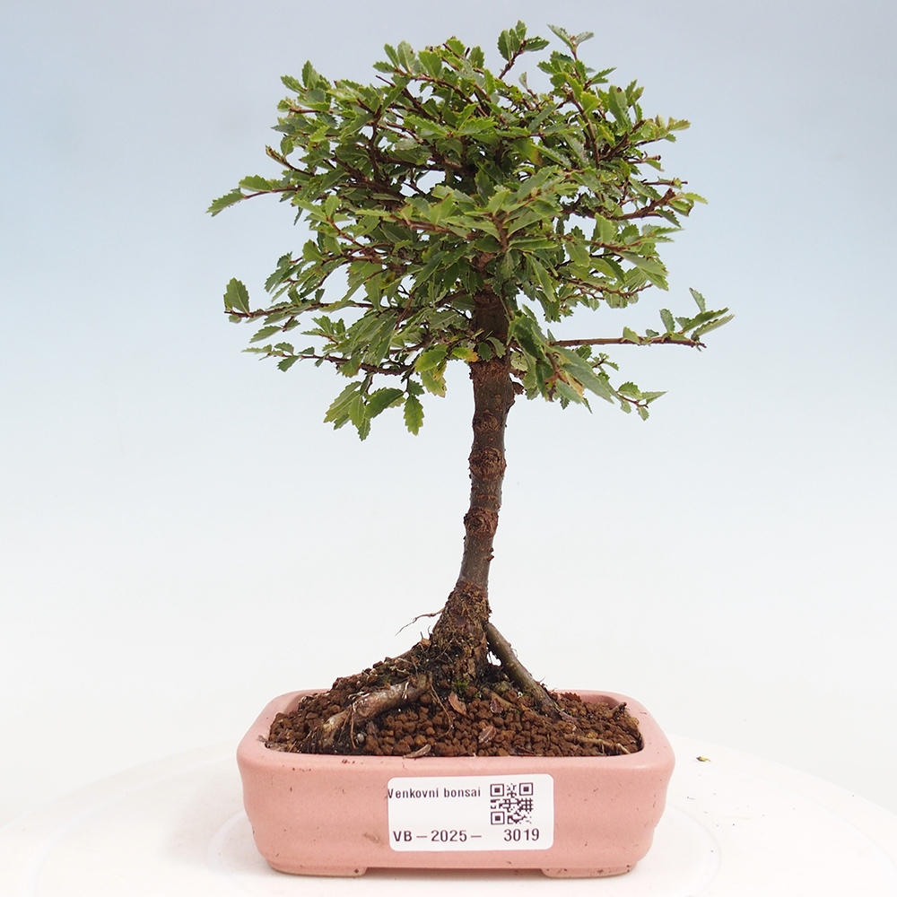 Bonsai für draußen - Ulmus parvifolia Sagei - Kleinblättrige Ulme