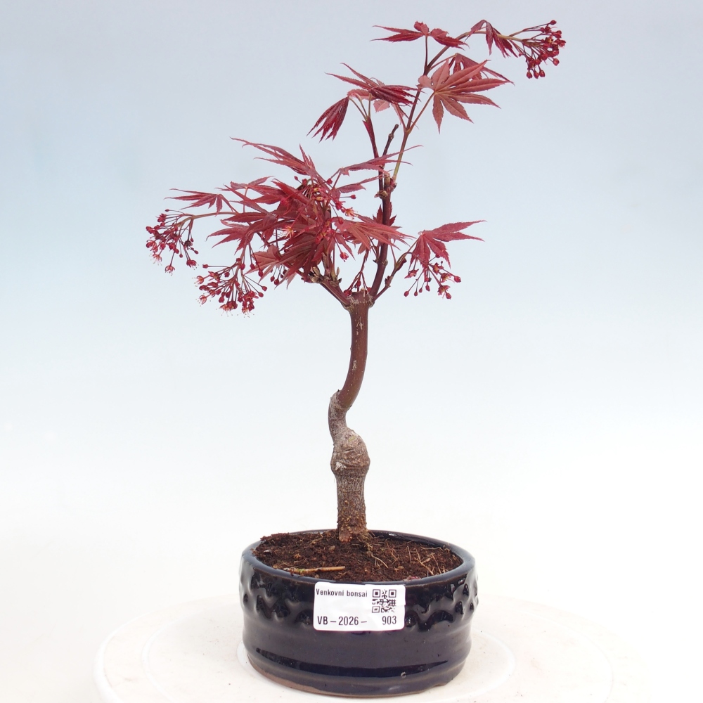 Bonsai für draußen - Acer-Palme. Atropurpureum-Javor palmate