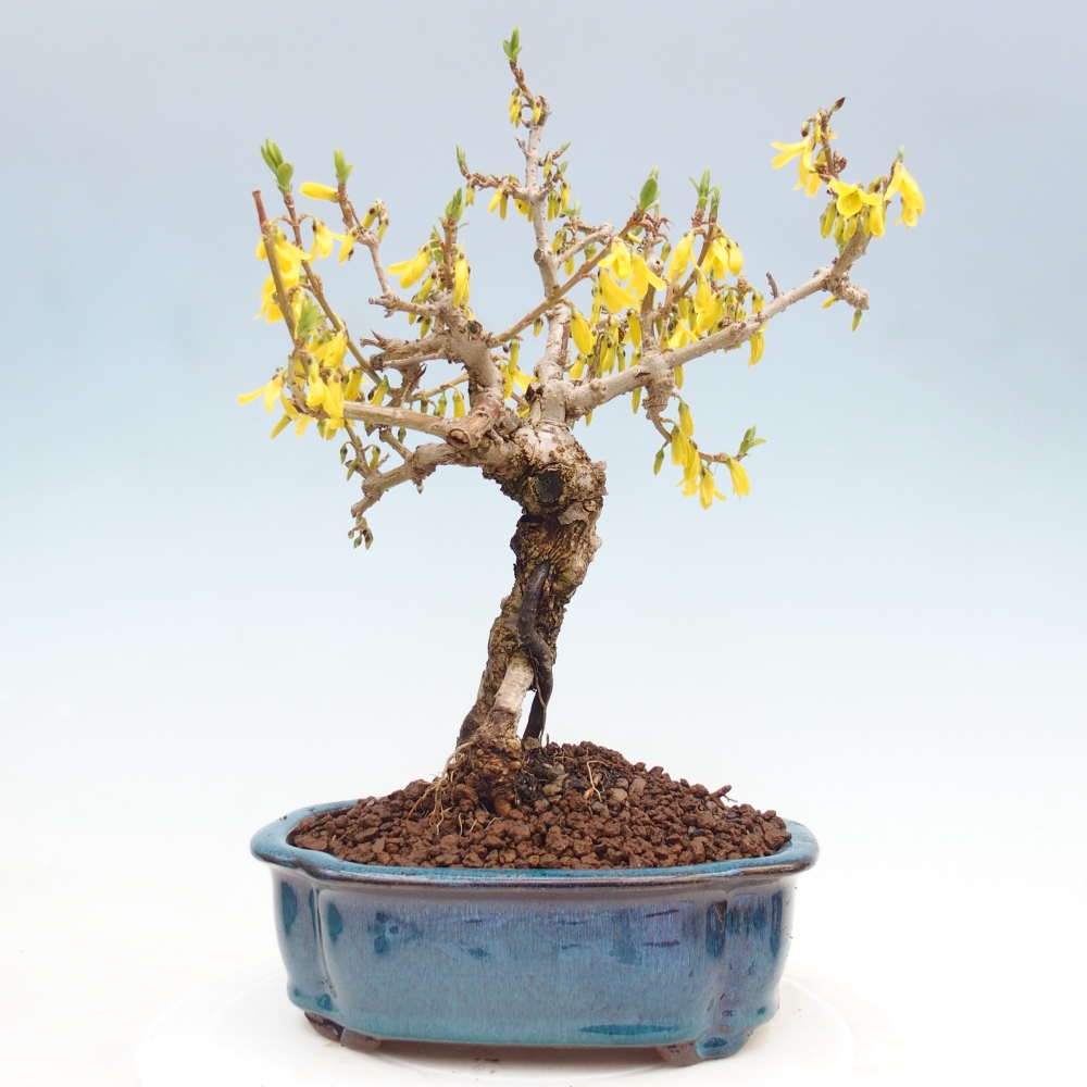 Bonsai für draußen - Zlatice - Forsythia koreana
