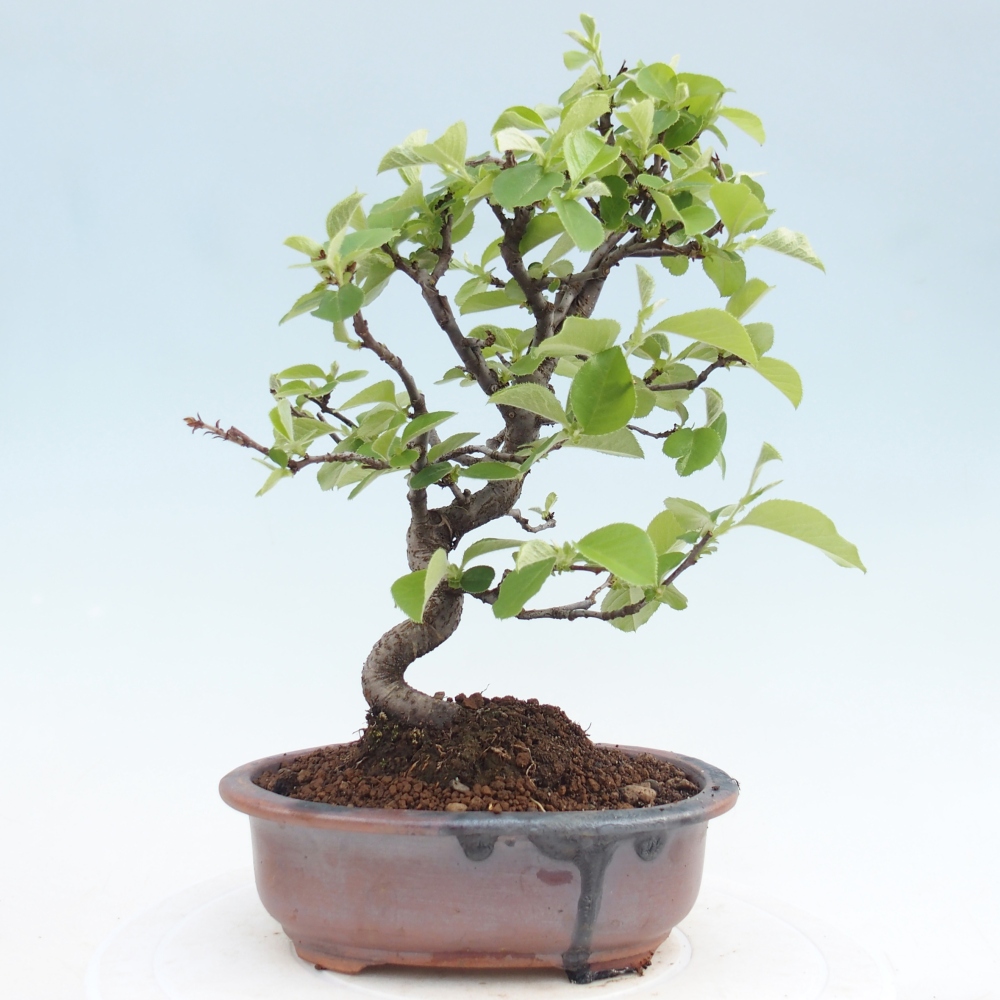 Bonsai für draußen - Chaneomeles chinensis