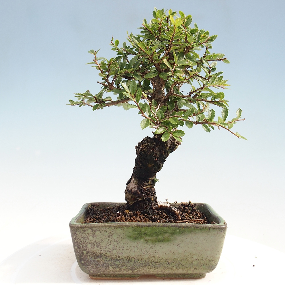 Bonsai für draußen - Zelkova - Zelkova NIRE