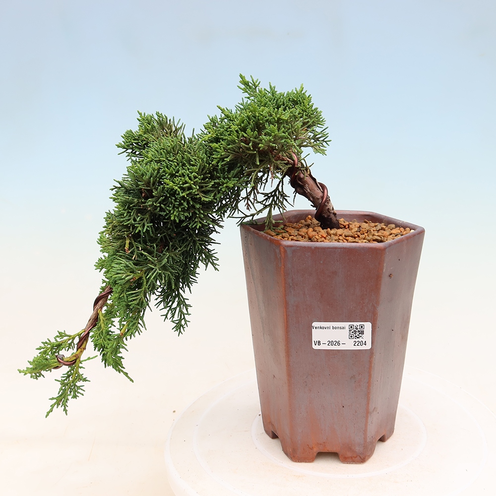 Bonsai für draußen - Juniperus chinensis Kishu