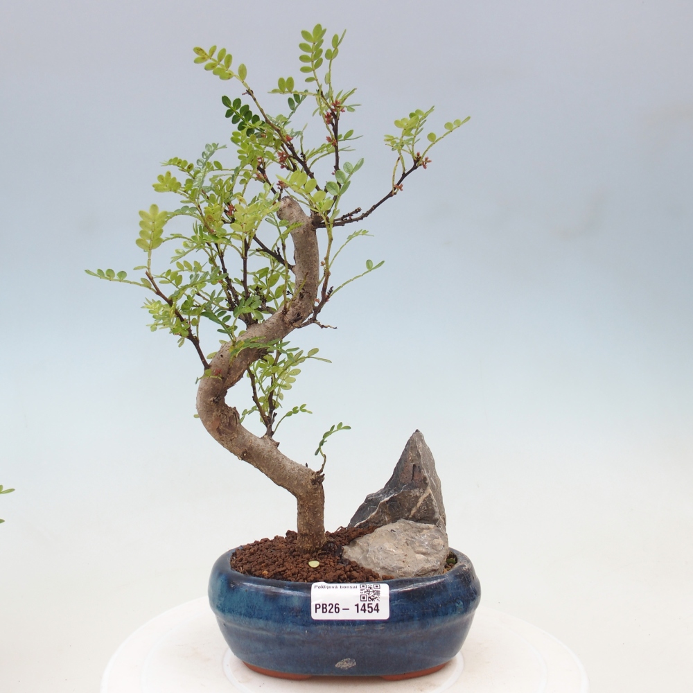 Zimmer Bonsai - Zantoxylum piperitum - Pfefferbaum