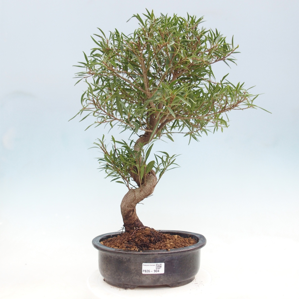 Zimmerbonsai - Ficus nerifolia - Kleinblättriger Ficus