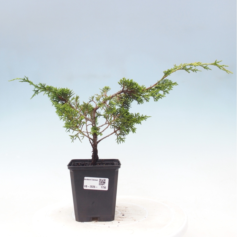 Bonsai für draußen - Juniperus chinensis Itoigawa