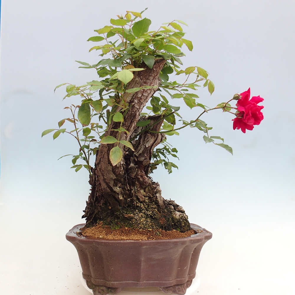 Bonsai für draußen - Rosa Kordes - Rose