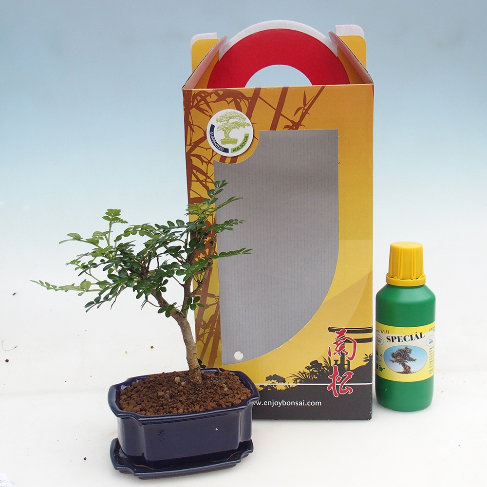 Zimmerbonsai im Geschenkkarton Zantoxylum piperitum - Pfefferbaum