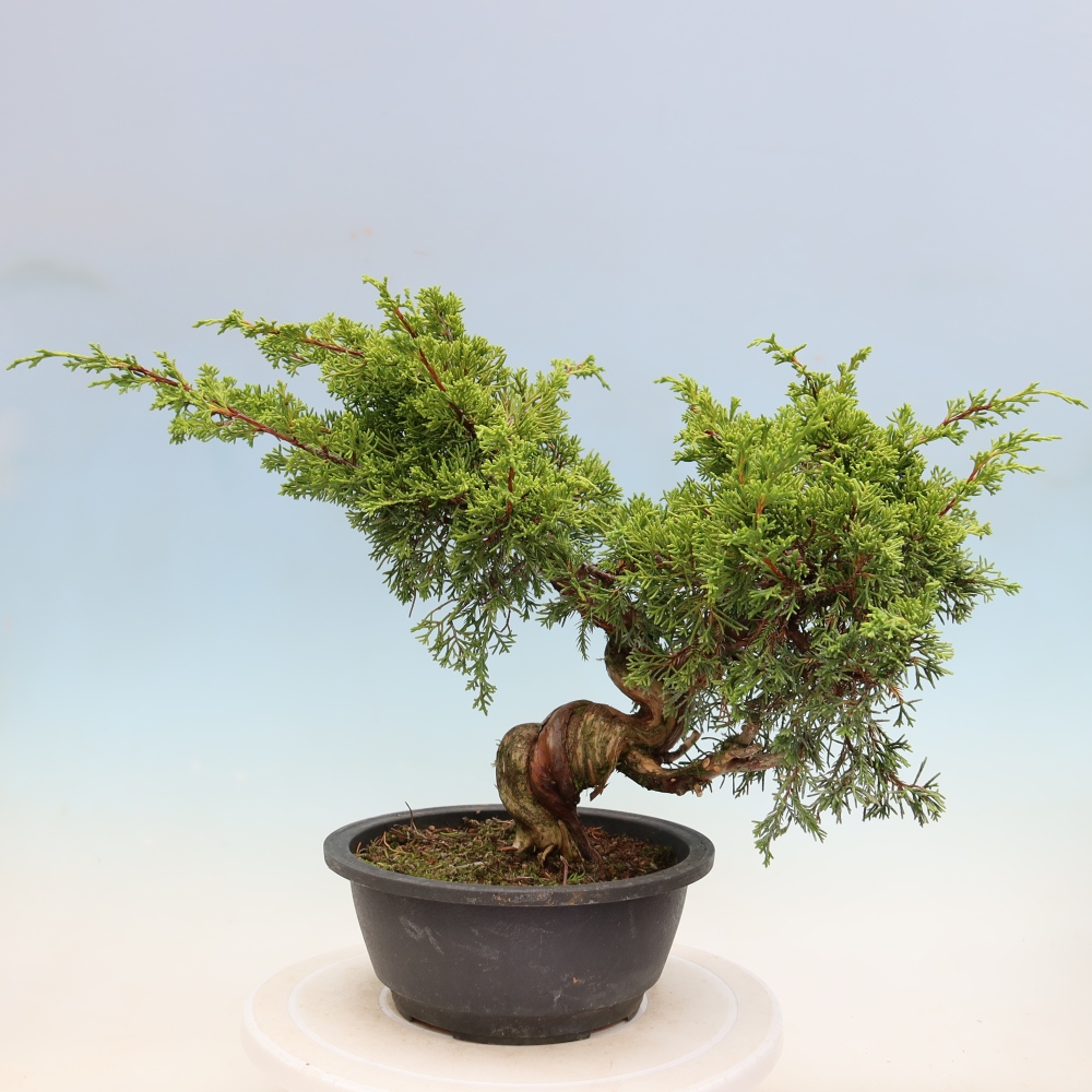 Bonsai für draußen - Juniperus chinensis Itoigawa-Juniperus chinensis