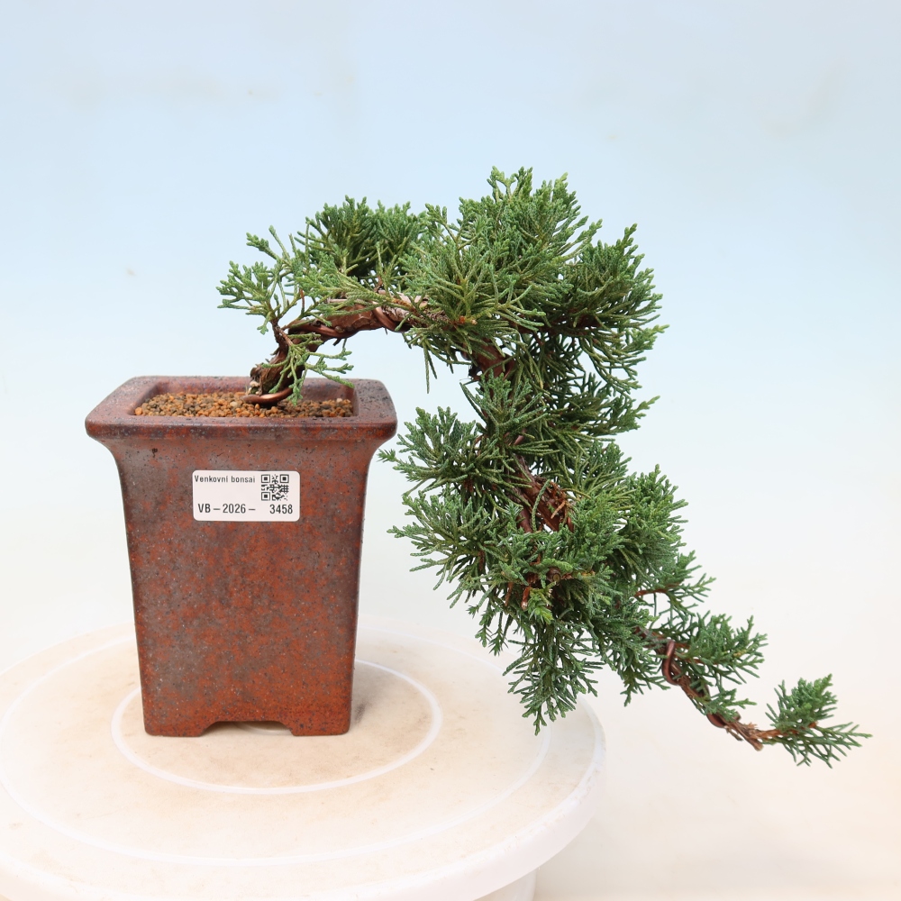 Bonsai für draußen - Juniperus chinensis Kishu