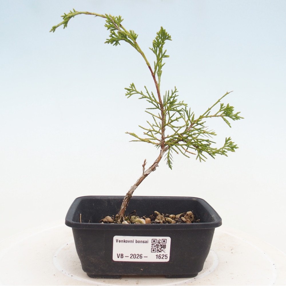Bonsai für draußen - Juniperus chinensis Itoigawa