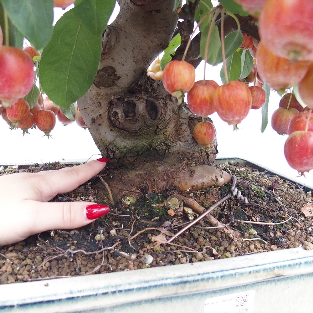 Outdoor-Bonsai -Malus halliana - Kleinfrüchtiger Apfelbaum