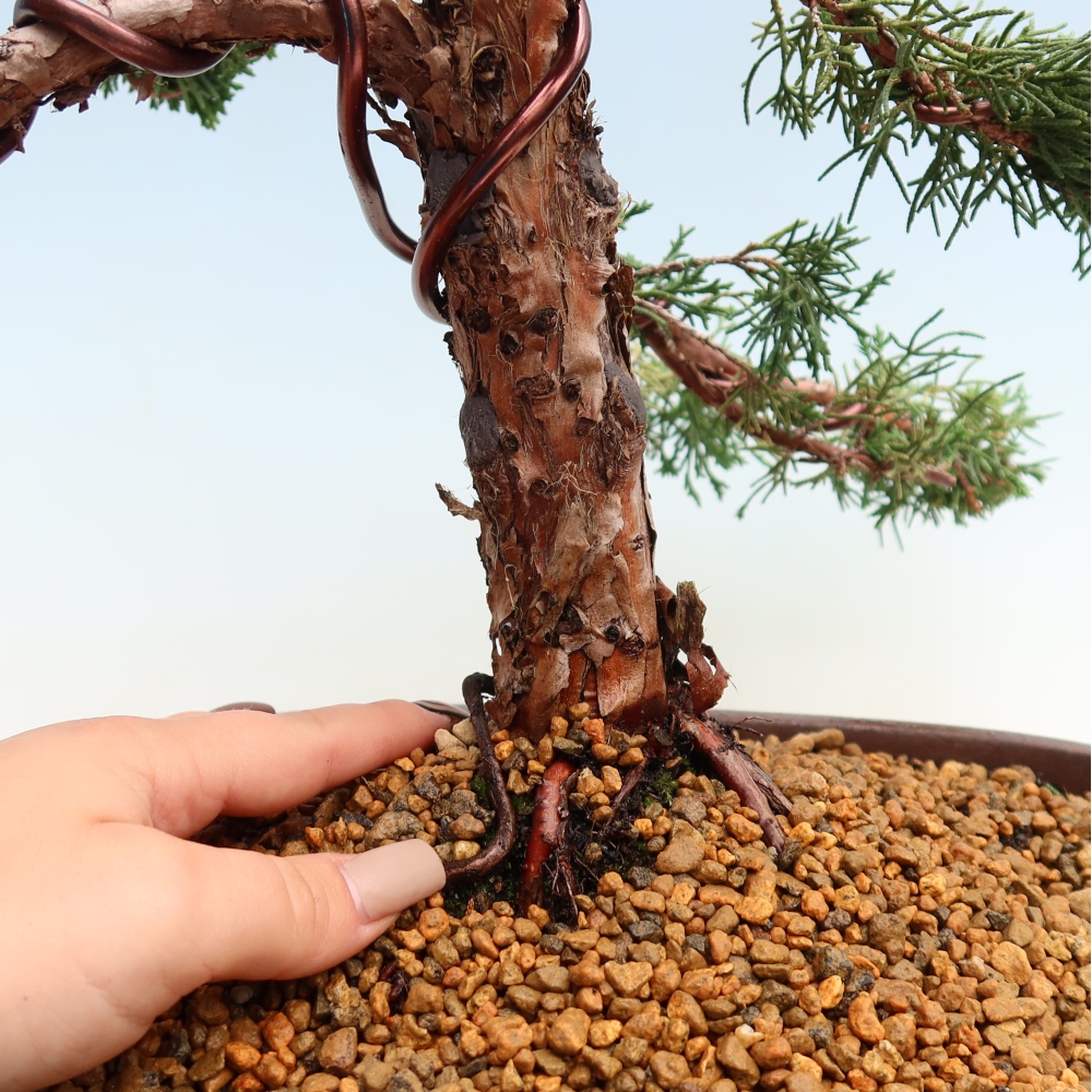 Bonsai für draußen - Juniperus chinensis Kishu