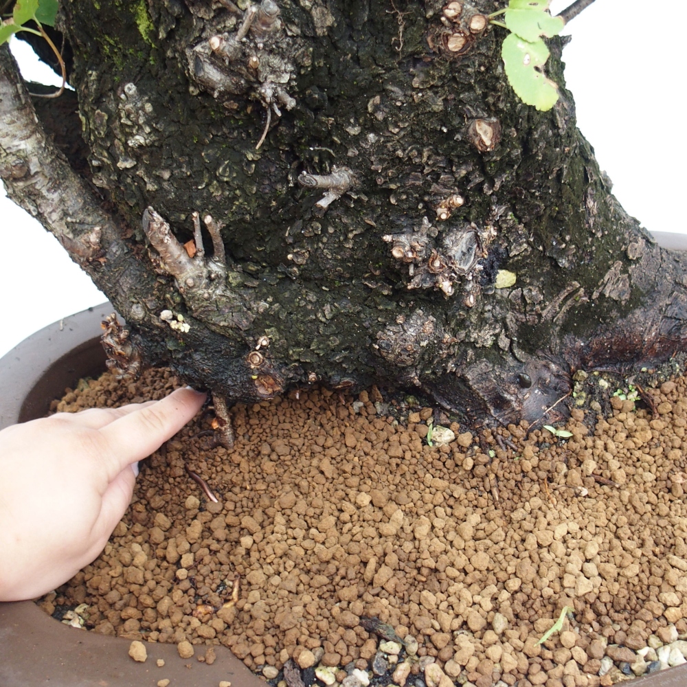 Bonsai für draußen - Mahalebka - Prunus mahaleb