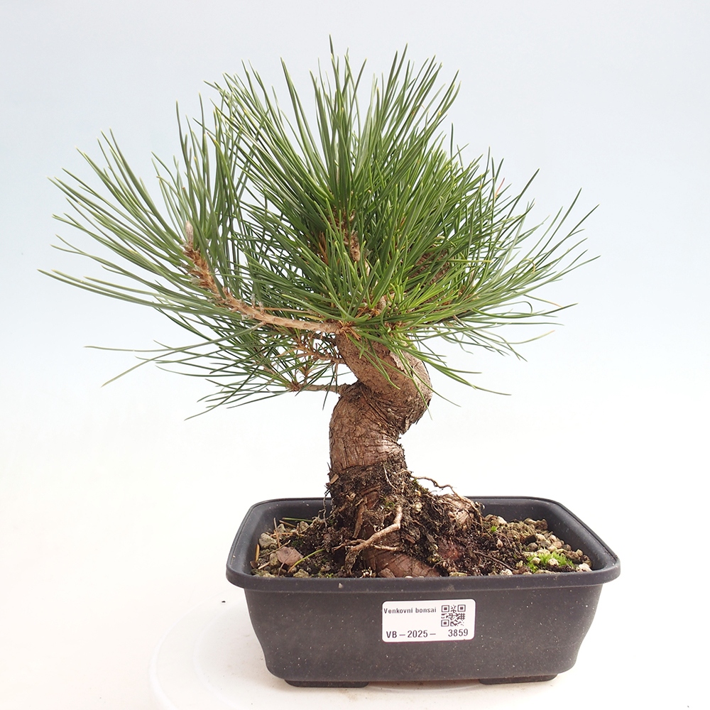Bonsai für draußen - Pinus thunbergii - Thunberg-Kiefer