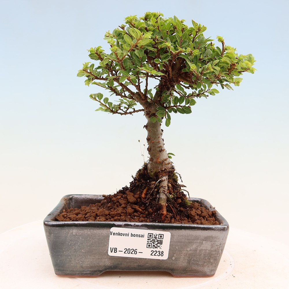 Bonsai für draußen - Ulmus parvifolia Sagei - Kleinblättrige Ulme