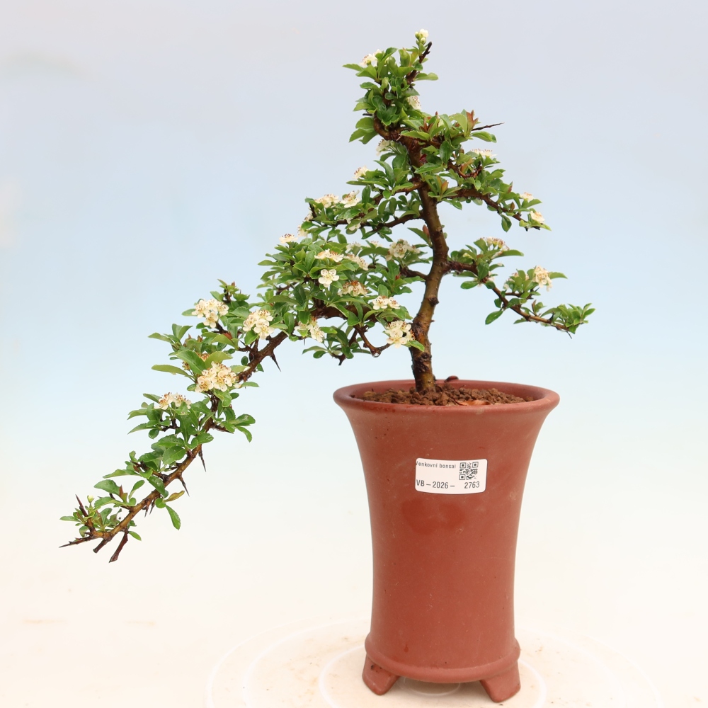 Bonsai für den Außenbereich – Pyracantha teton – Feuerdorn