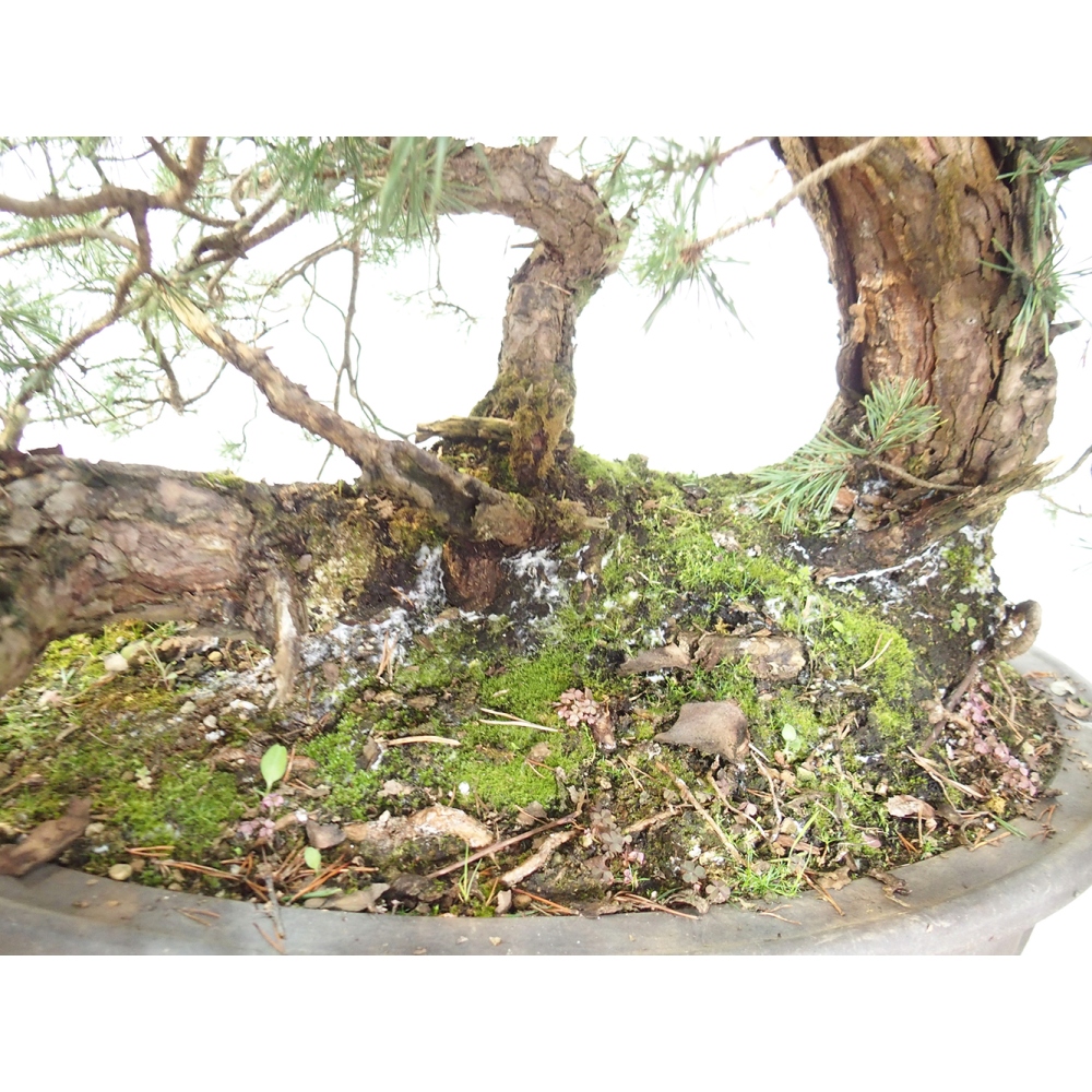 Yamadori - Pinus sylvestris Spanien