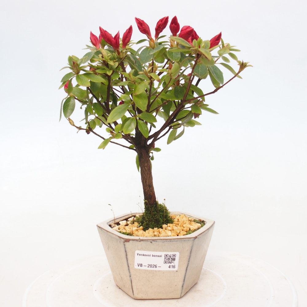 Bonsai für draußen - Japanische Azalee - Azalea sp.