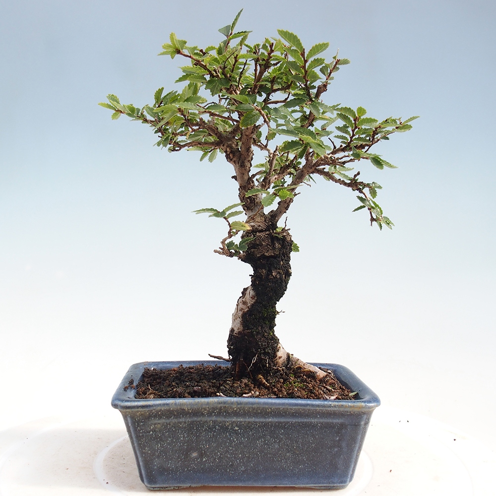 Bonsai für draußen - Zelkova - Zelkova NIRE