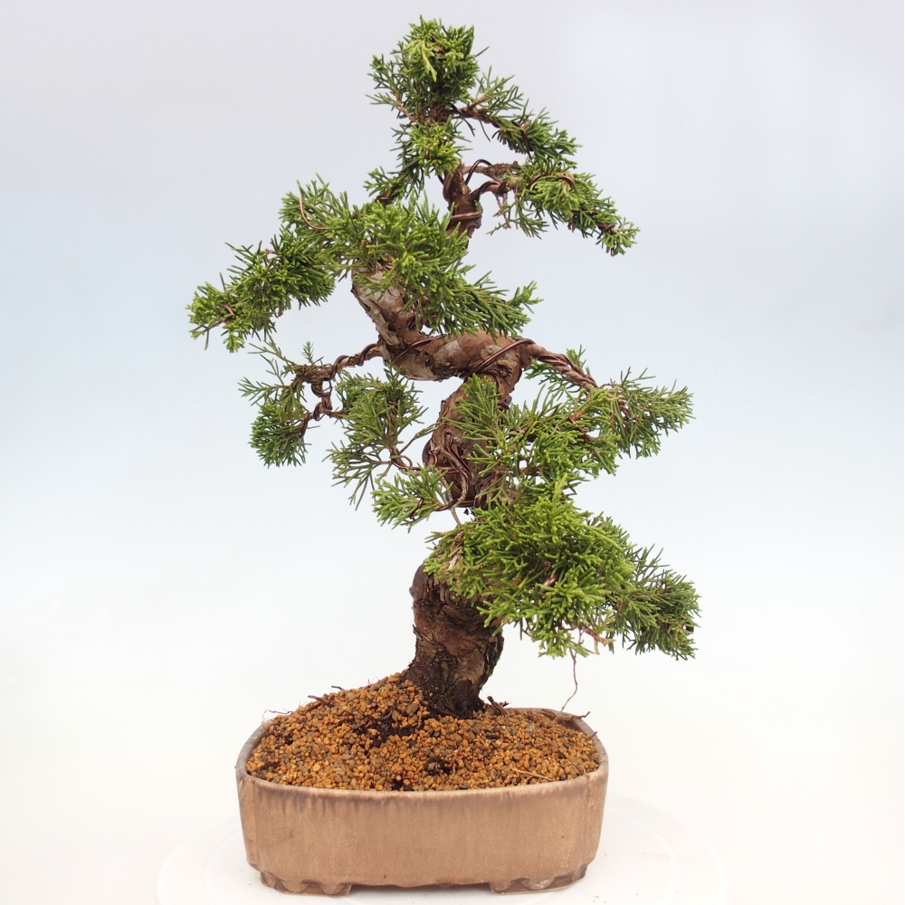 Bonsai für draußen - Juniperus chinensis Itoigawa