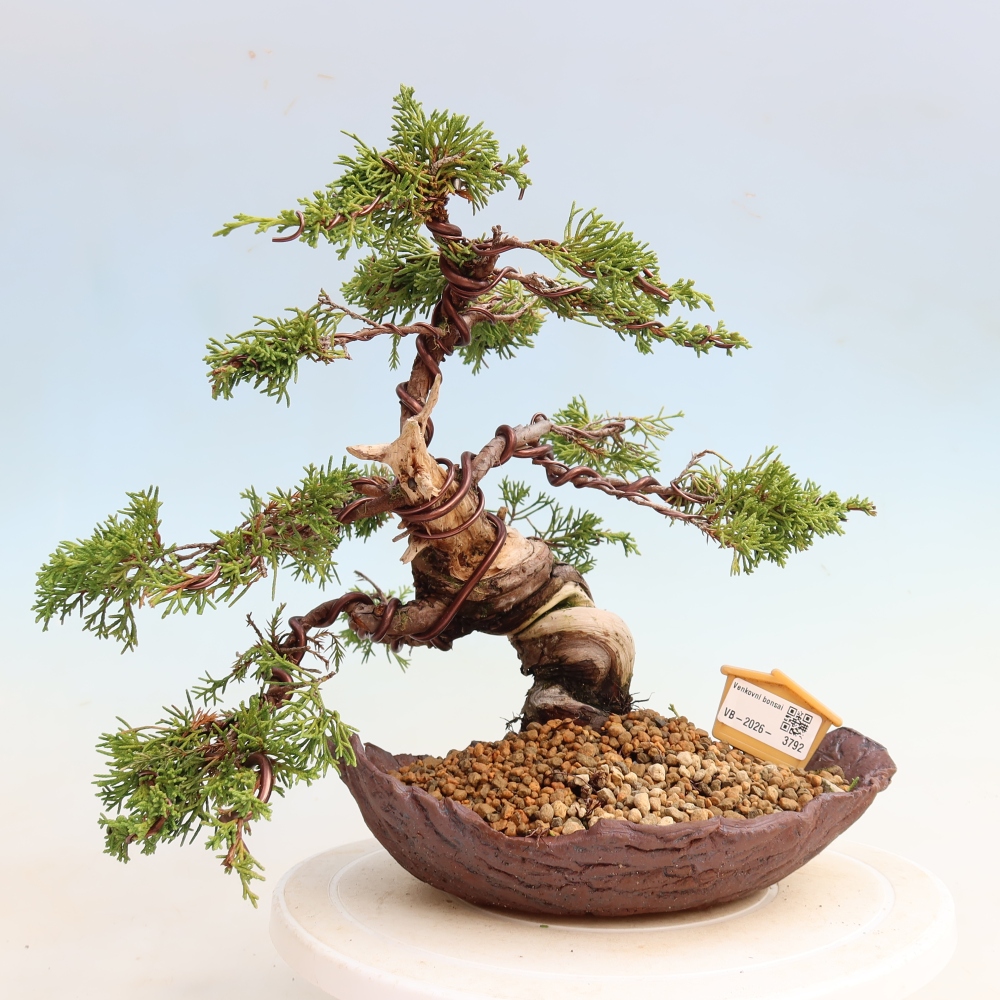 Bonsai für draußen - Juniperus chinensis Itoigawa-Juniperus chinensis