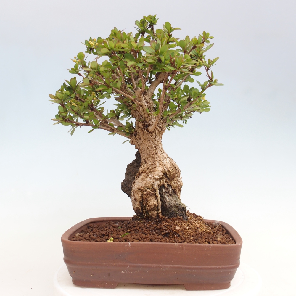 Bonsai für draußen - Berberis coreana