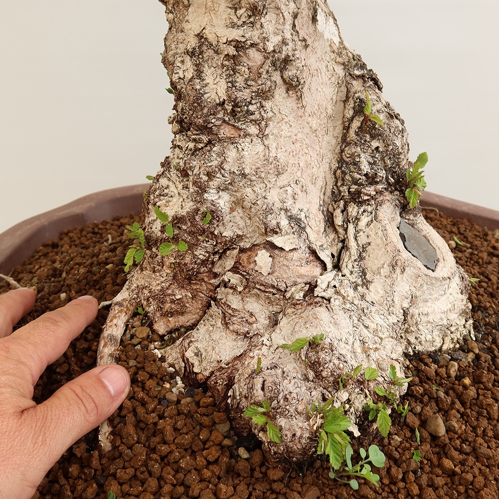 Bonsai für draußen - Karpinus Coreana - Koreanische Hainbuche