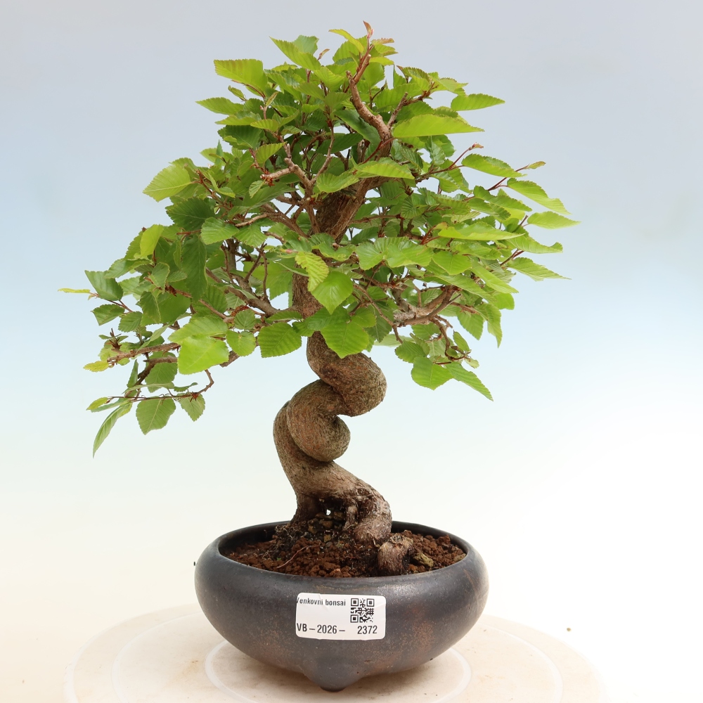 Bonsai für draußen - Karpinus Coreana - Koreanische Hainbuche