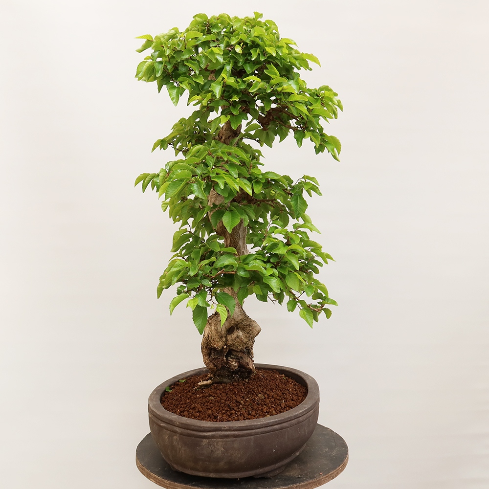 Bonsai für draußen - Karpinus Coreana - Koreanische Hainbuche