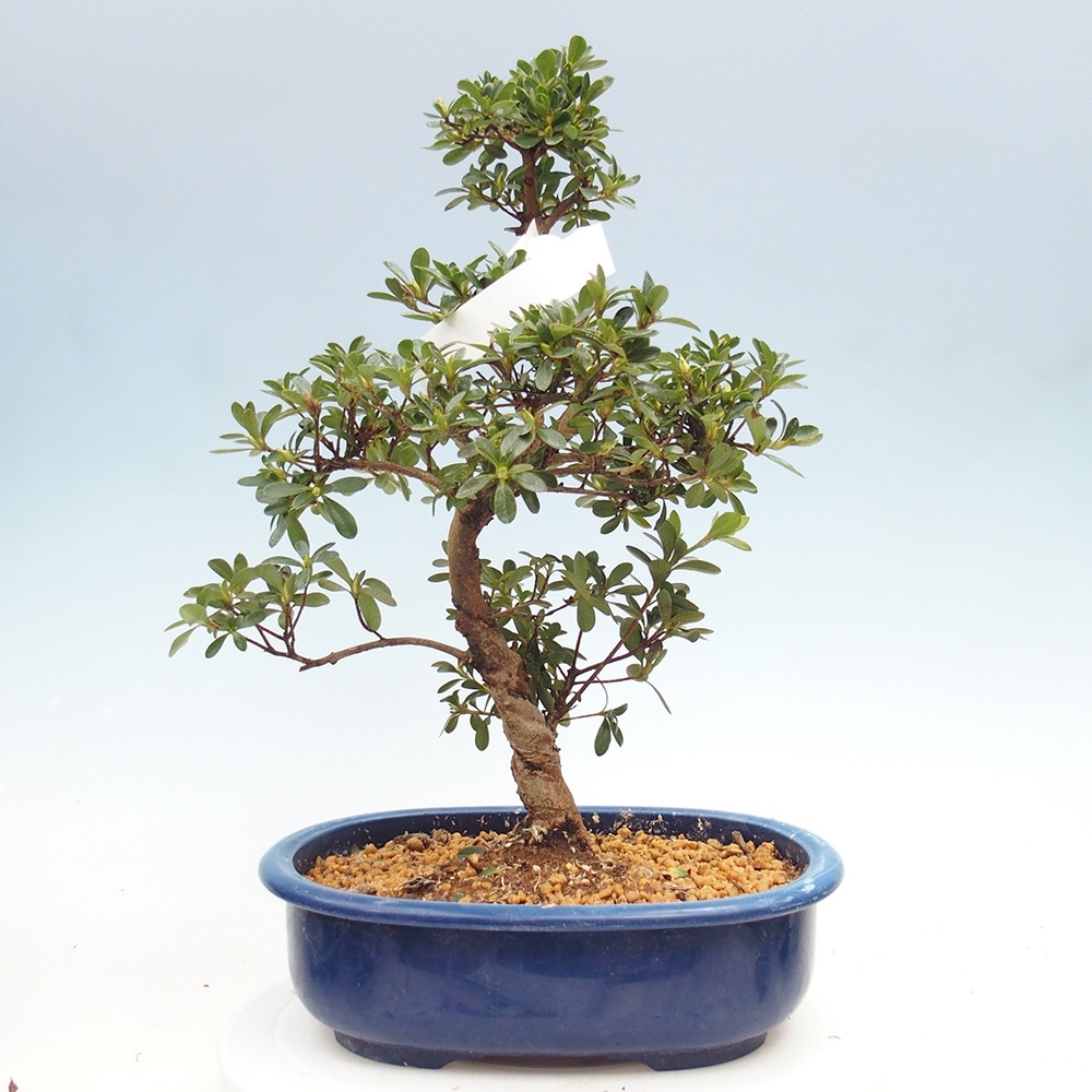 Bonsai für draußen - Japanische Azalee - Azalee Asahi-no-izumi