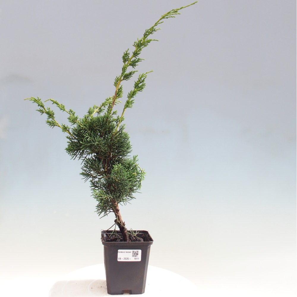 Bonsai für draußen - Juniperus chinensis Kishu
