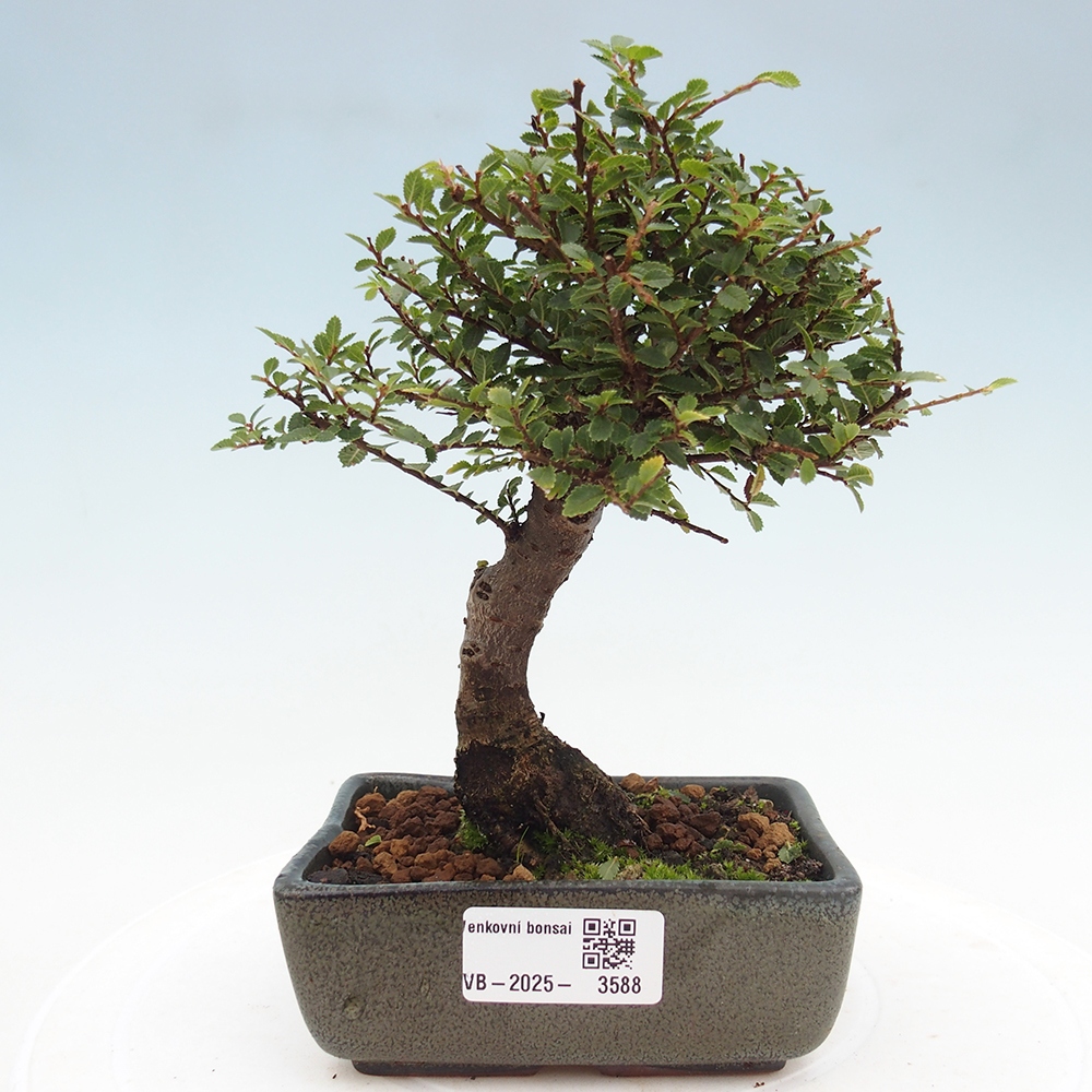 Bonsai für draußen - Ulmus parvifolia Hokkaido - Chinesische Ulme