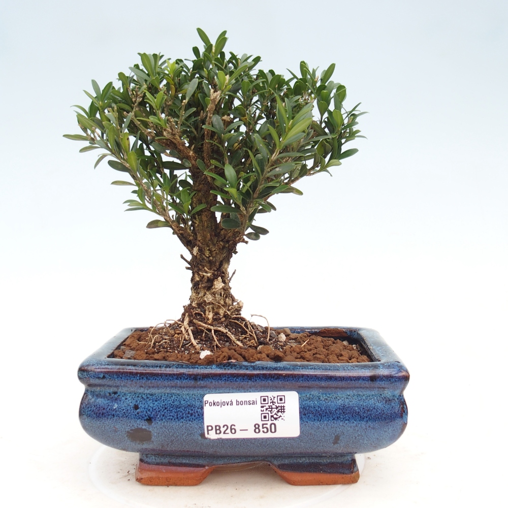 Zimmer Bonsai - Buxus harlandii - Korkbuxus