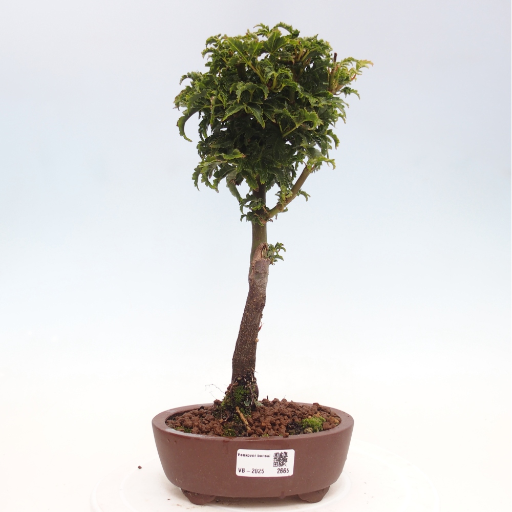 Bonsai für draußen -Javor-Palme Acer palmatum Shishigashira