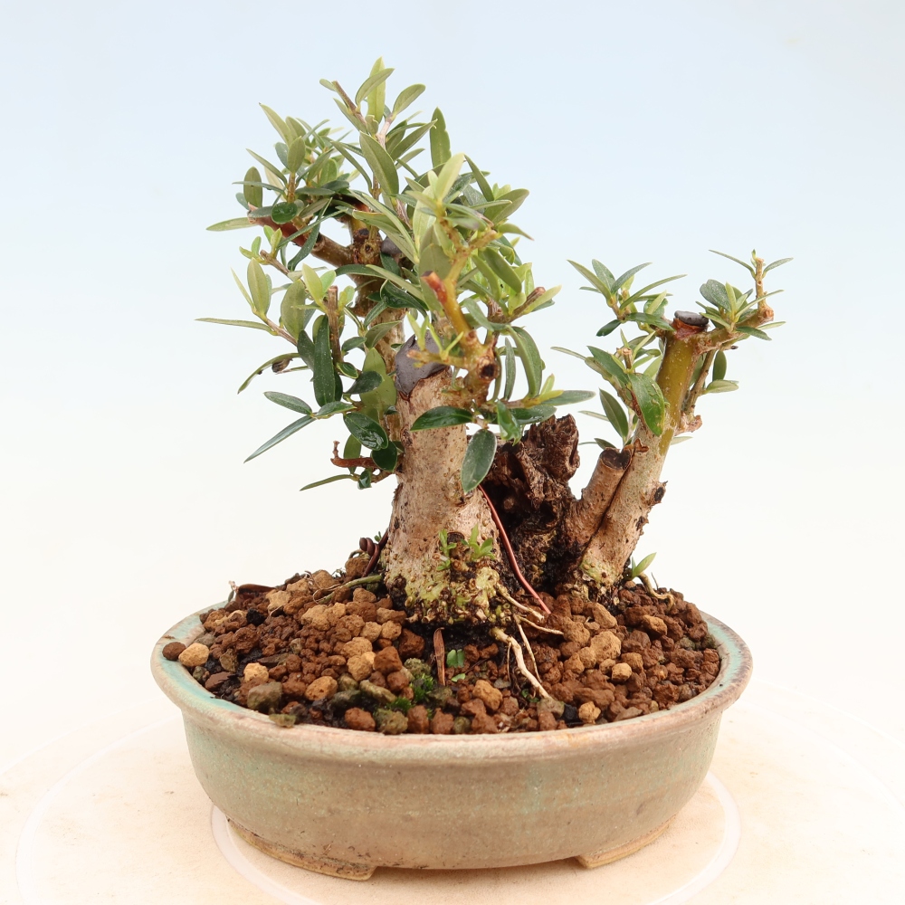 Zimmerbonsai - Olea europaea sylvestris