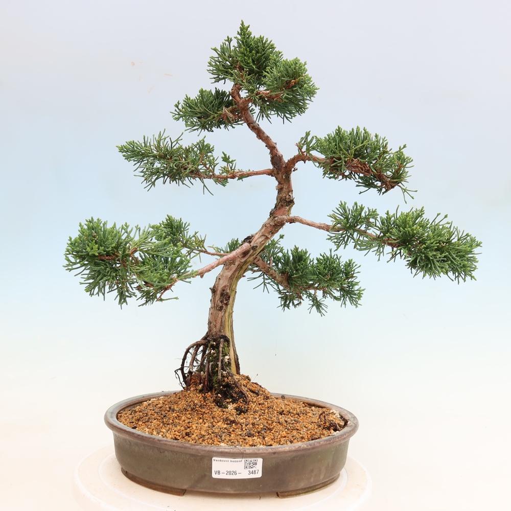Bonsai für draußen - Juniperus chinensis Kishu