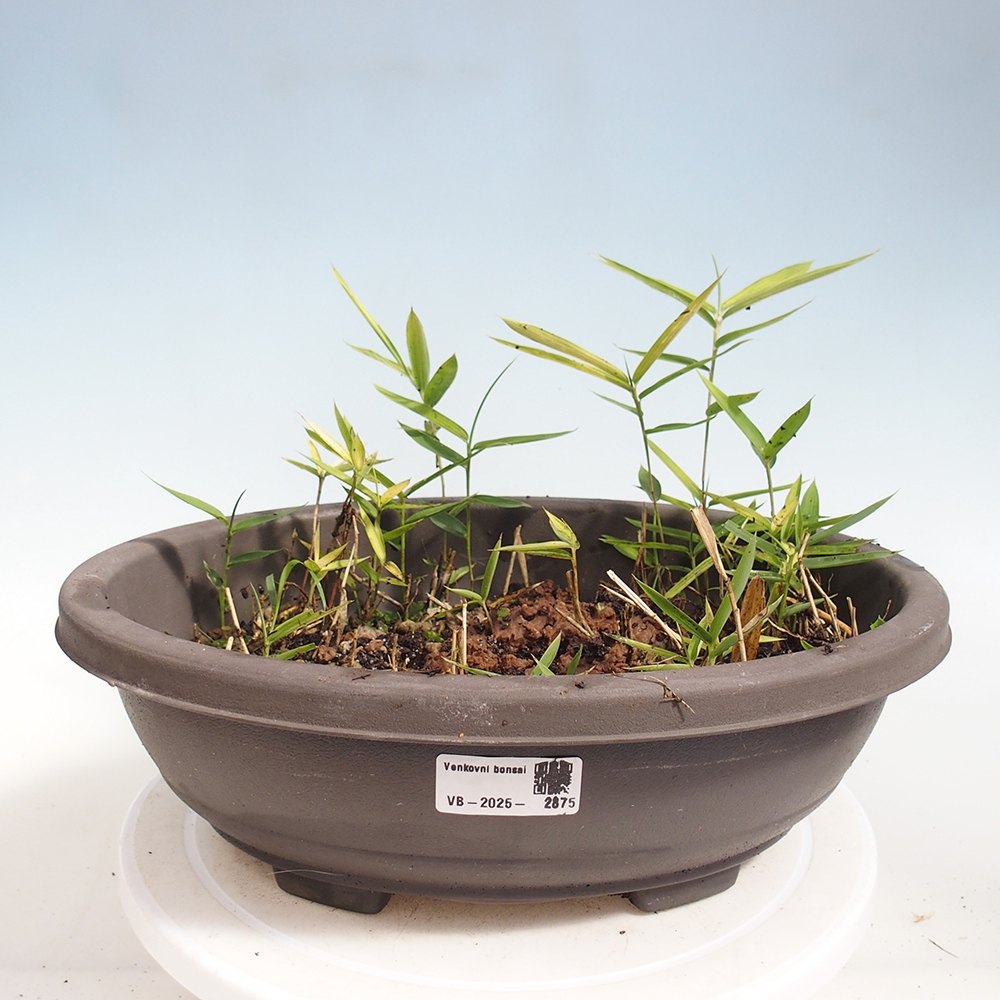 Bonsai für draußen - Pleioblastus argenteostriatus f.pumilus - Zwergbambus