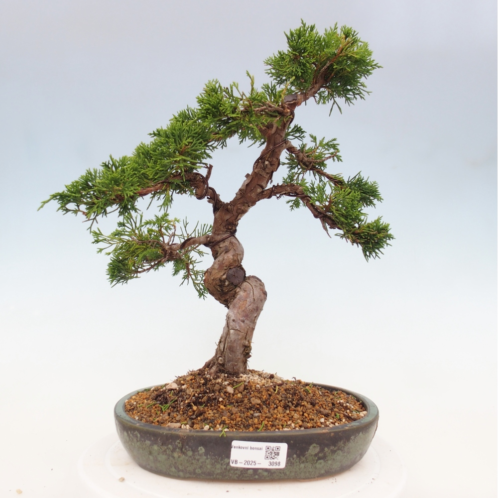 Bonsai für draußen - Juniperus chinensis Itoigawa