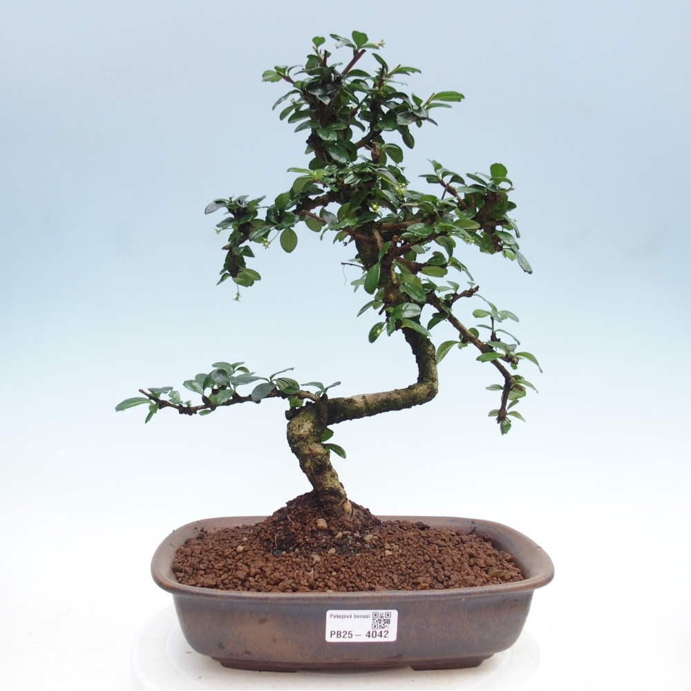 Zimmer-Bonsai - Carmona macrophylla - Tee-Fuki