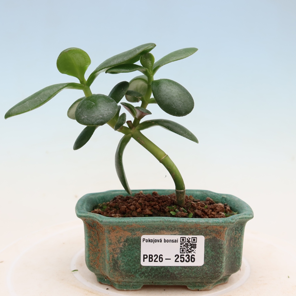 Zimmer Bonsai - Portulakaria Afra - Tlustice