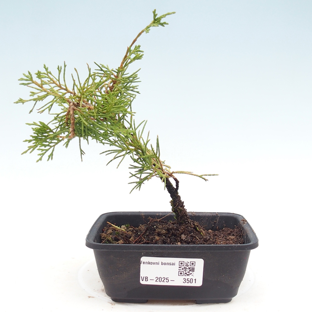 Bonsai für draußen - Juniperus chinensis Itoigawa