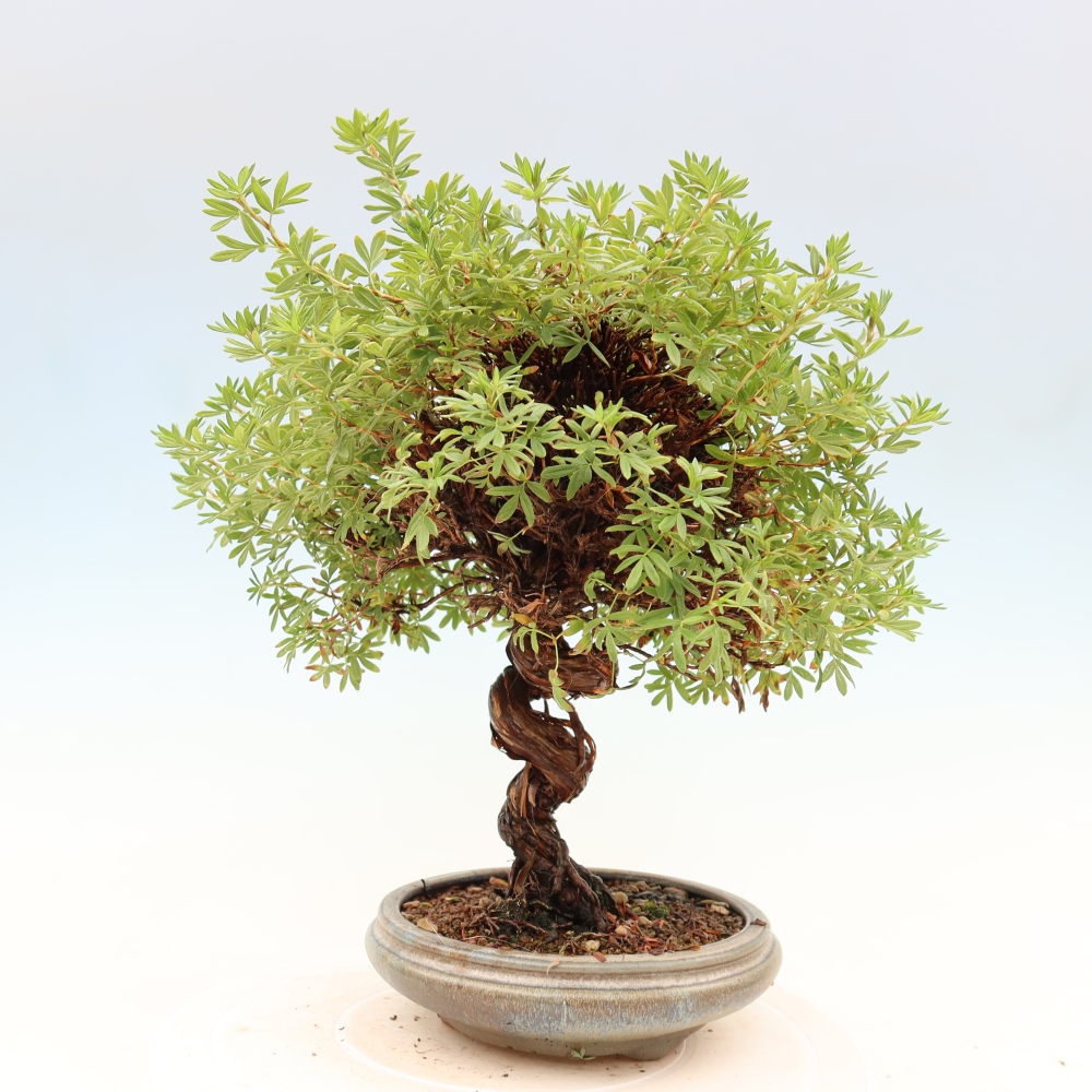 Bonsai für draußen - Potentila fruticosa