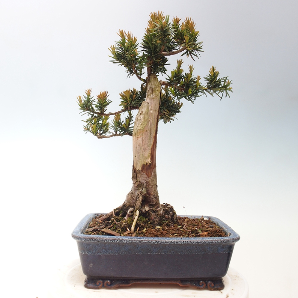 Bonsai für draußen - Taxus cuspidata - Japanische Eibe
