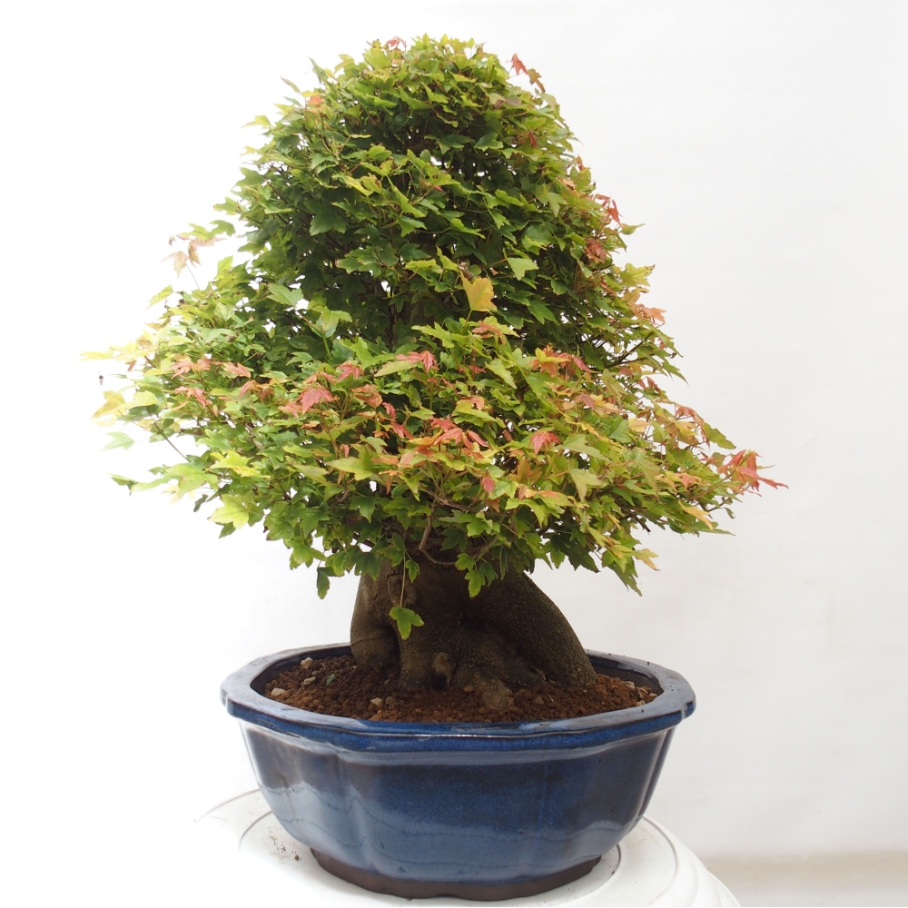 Bonsai für draußen - Acer Buergerianum - Bergahorn