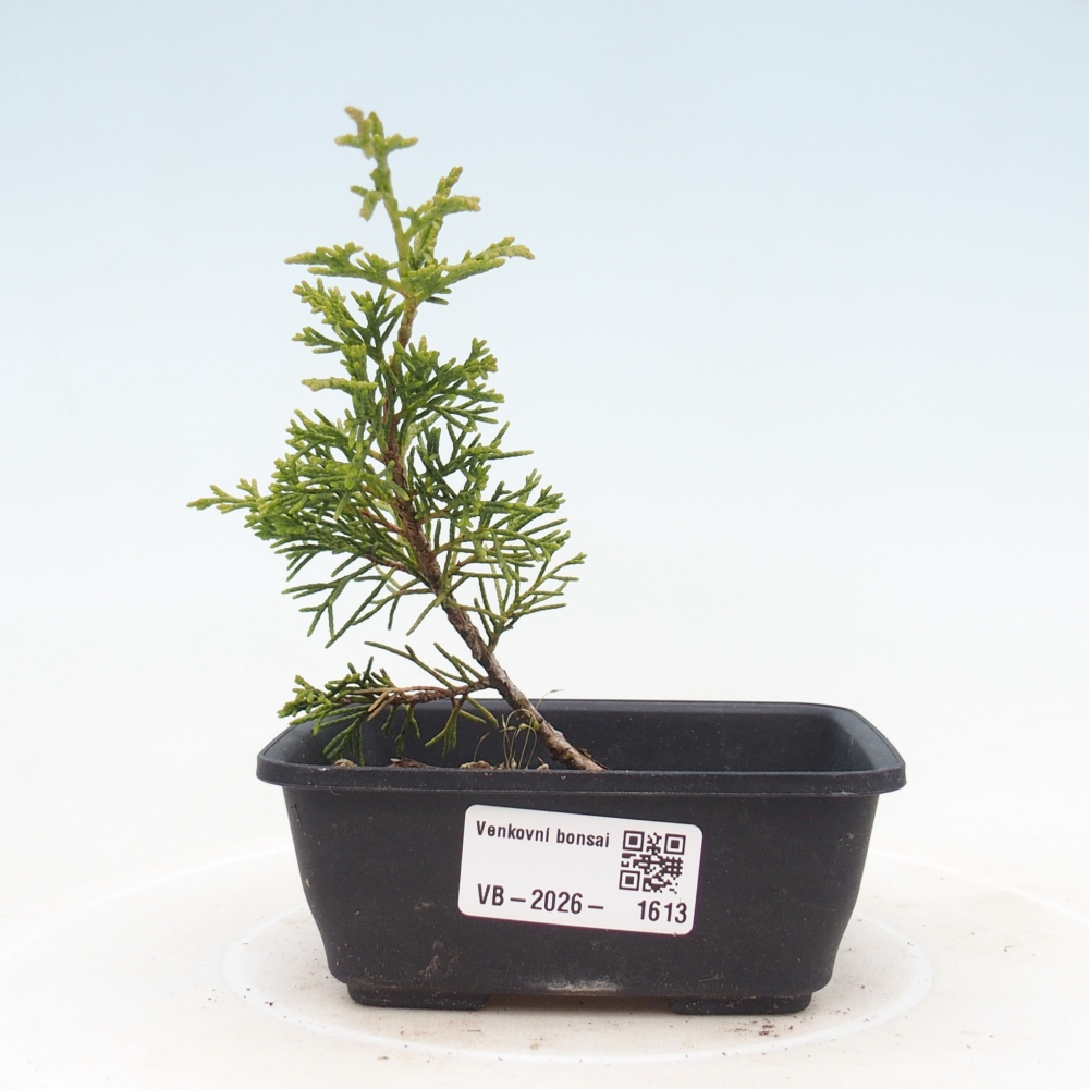 Bonsai für draußen - Juniperus chinensis Itoigawa