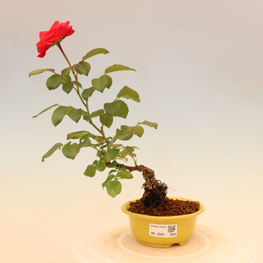 Bonsai für draußen - Rosa Kordes - Rose