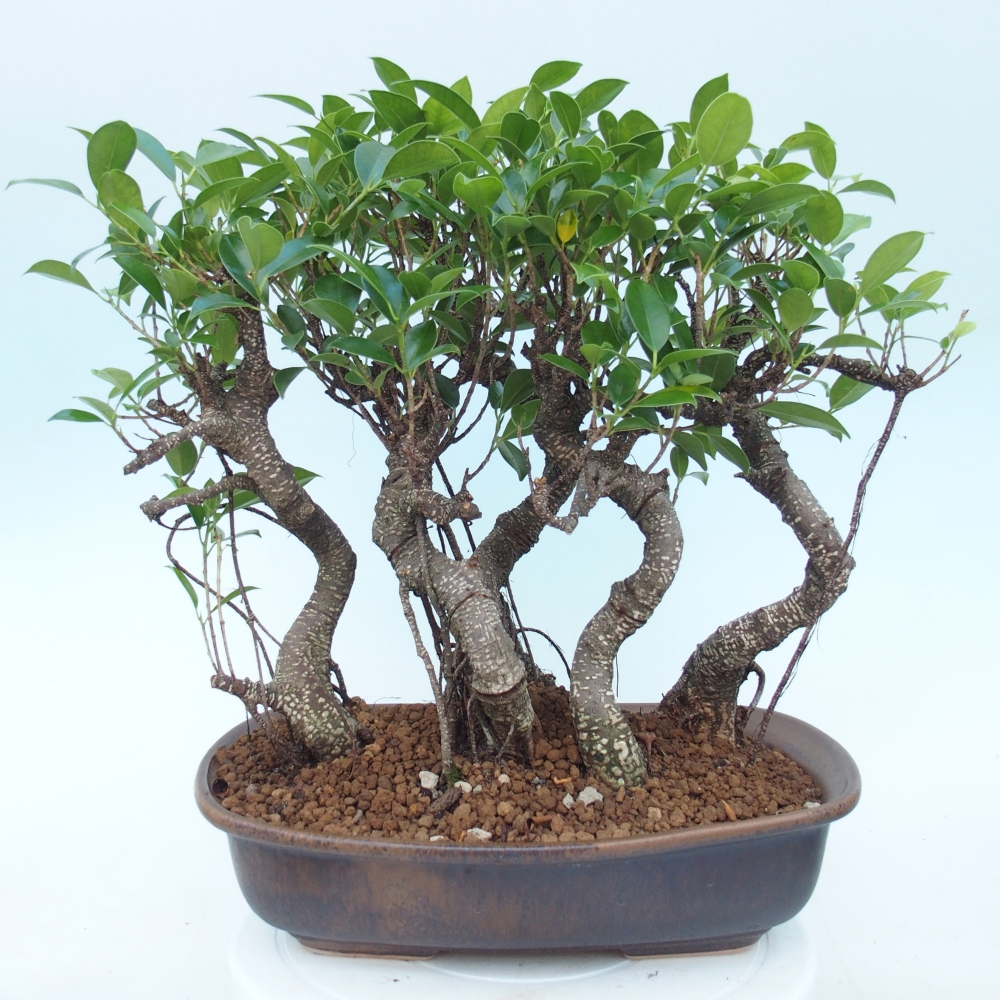 Zimmerbonsai - Ficus kimmen - Kleinblättriger Ficus