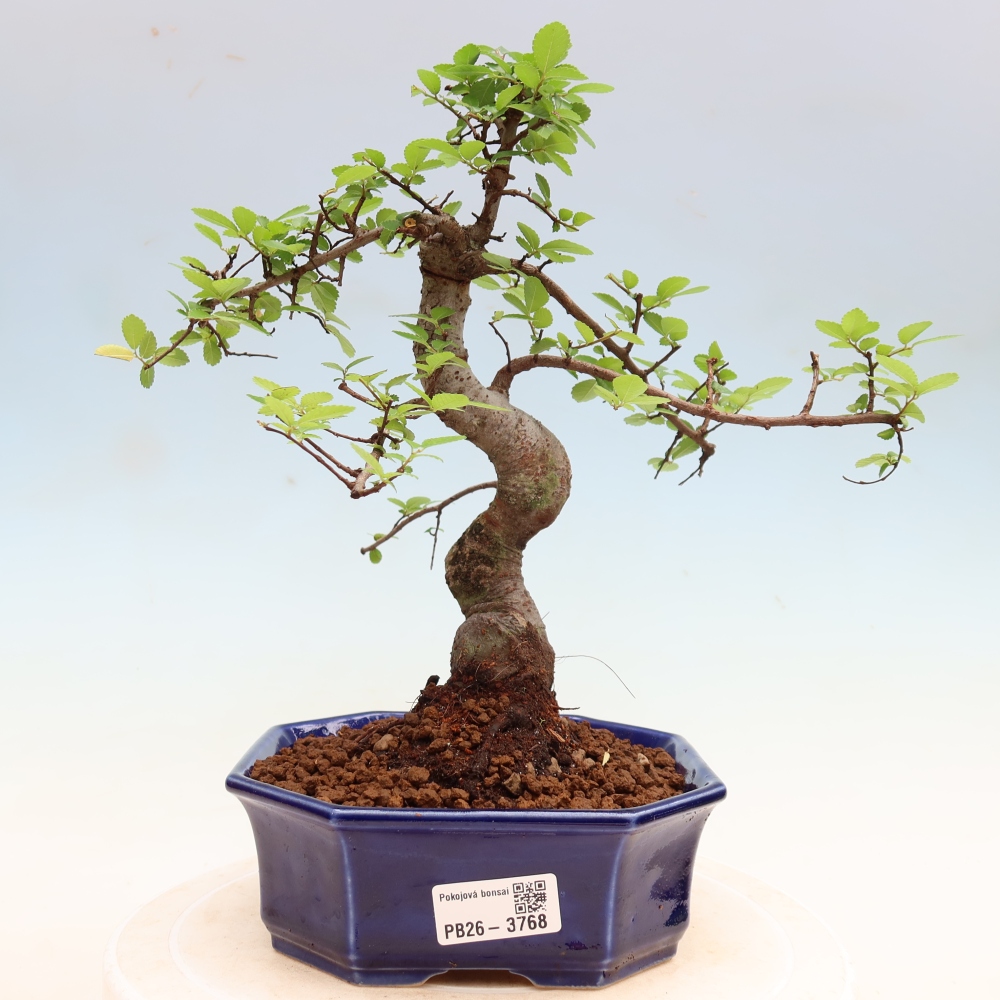 Zimmerbonsai - Ulmus parvifolia - Kleinblättrige Ulme