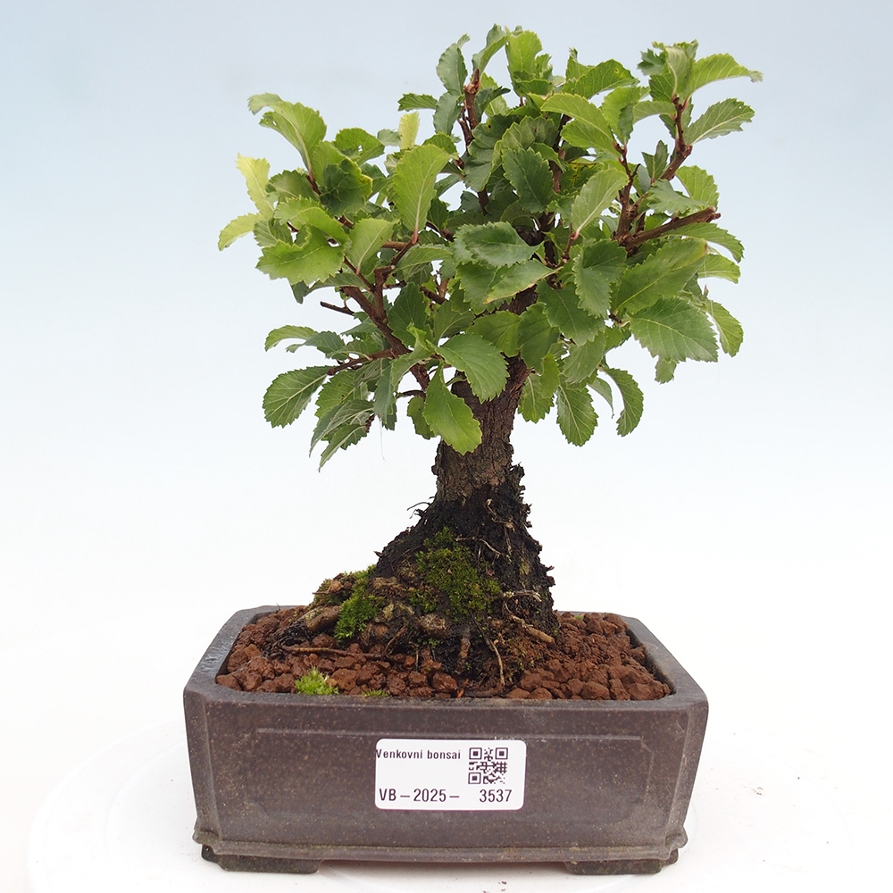 Bonsai für draußen - Zelkova - Zelkova NIRE